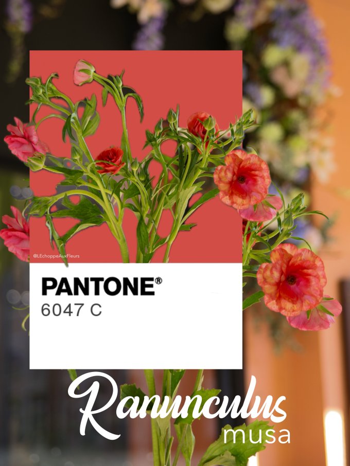 Fleurs de Mars photo 15